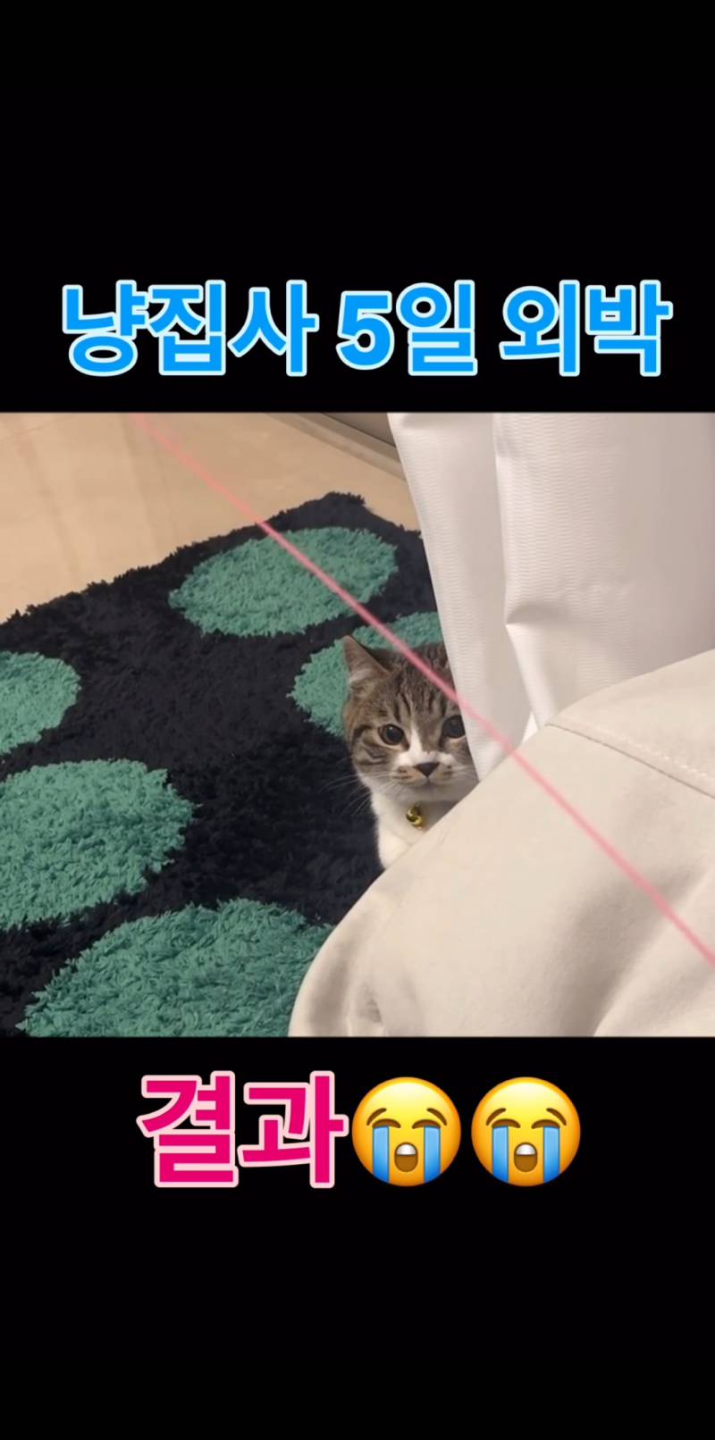 [잡담] 다음생엔 고양이가되고싶어... | 인스티즈