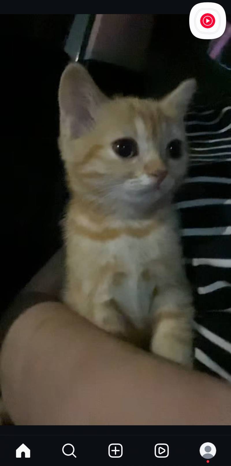 [잡담] 다음생엔 고양이가되고싶어... | 인스티즈