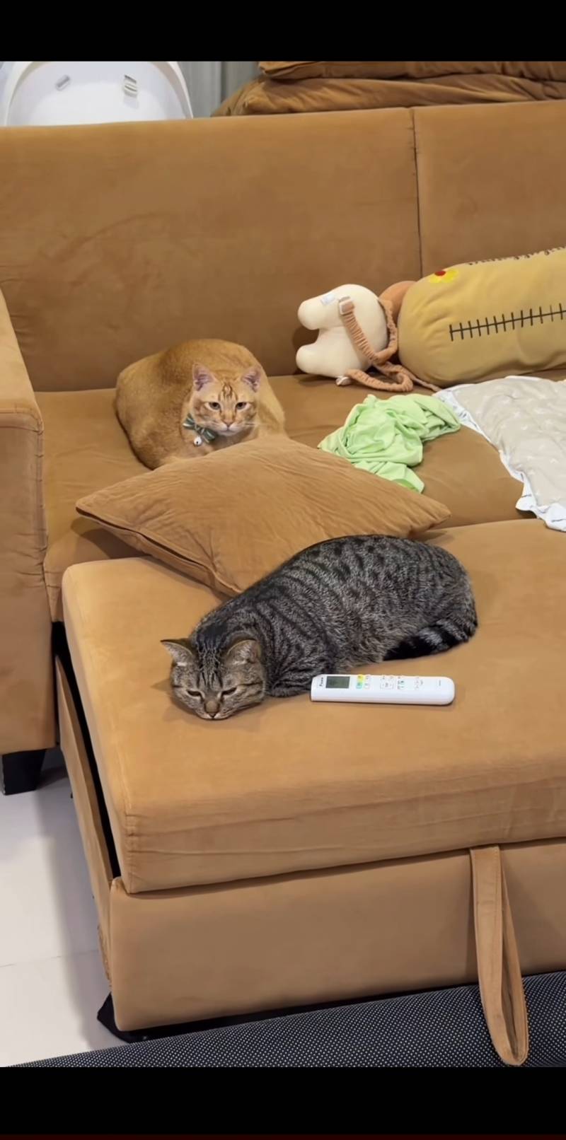 [잡담] 다음생엔 고양이가되고싶어... | 인스티즈