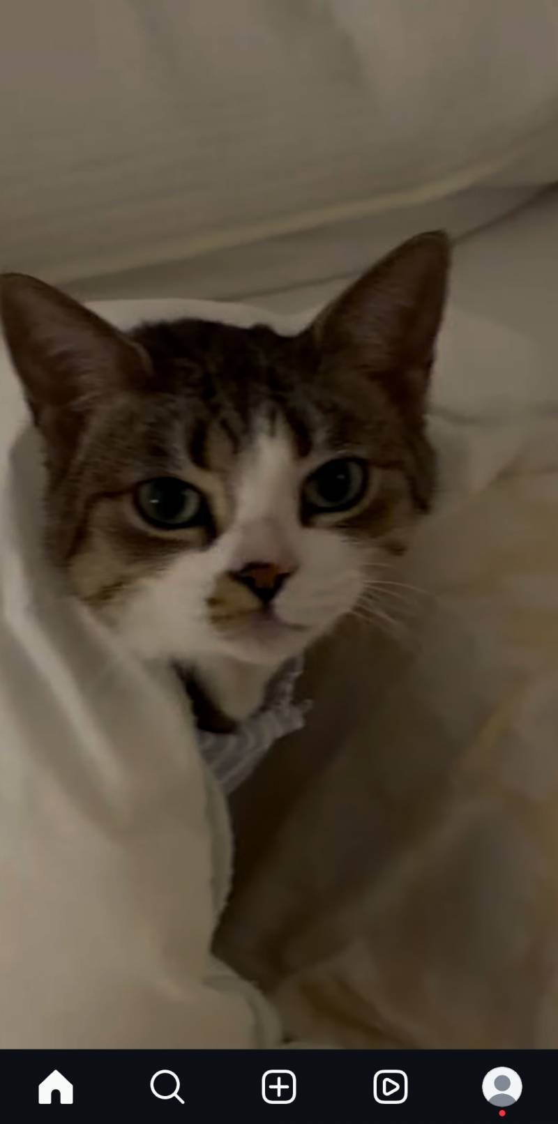 [잡담] 이 고양이 뭐이리 잘생김... | 인스티즈