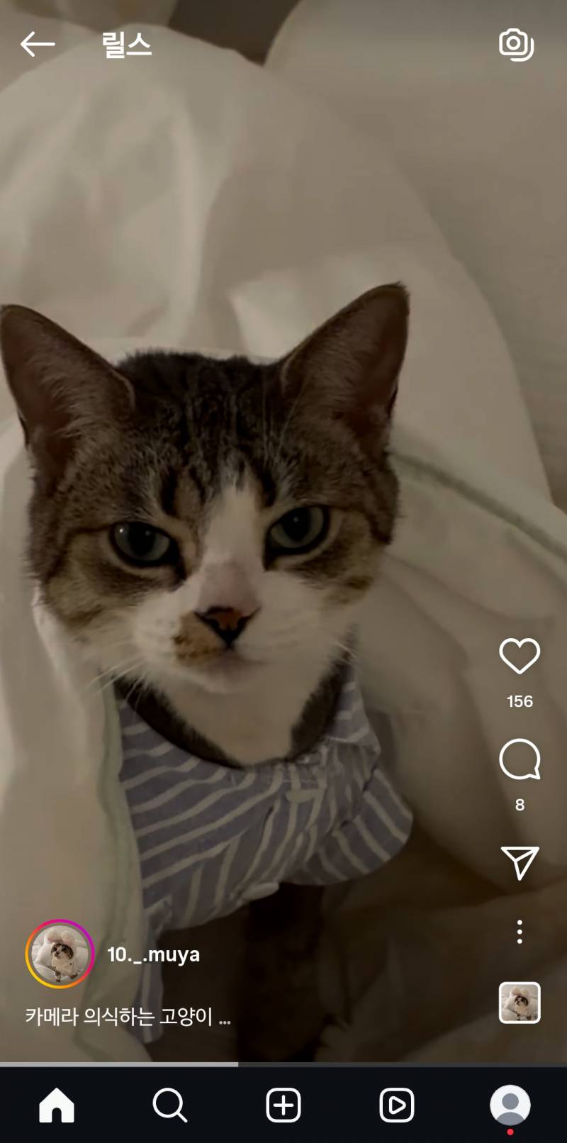 [잡담] 이 고양이 뭐이리 잘생김... | 인스티즈