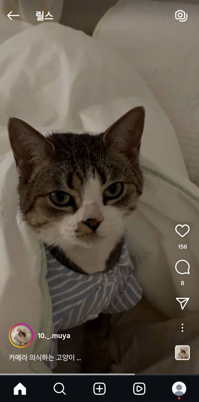 [잡담] 이 고양이 뭐이리 잘생김... | 인스티즈