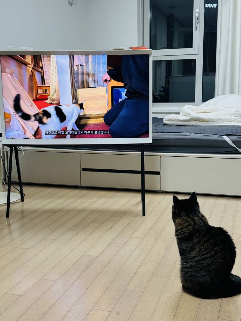 [잡담] 우리집 고양이는 TV에 고양이 나오면 무조건 시청함 | 인스티즈