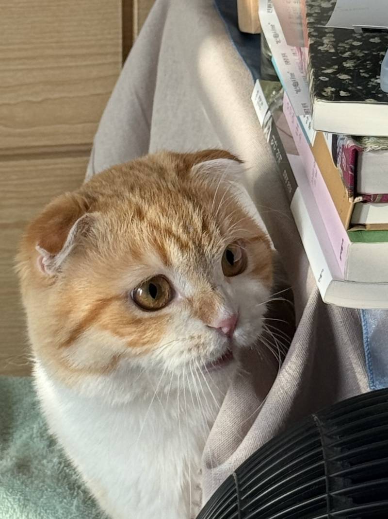 [잡담] 우리집 고양이 길냥이 구조묘인데 되게 | 인스티즈