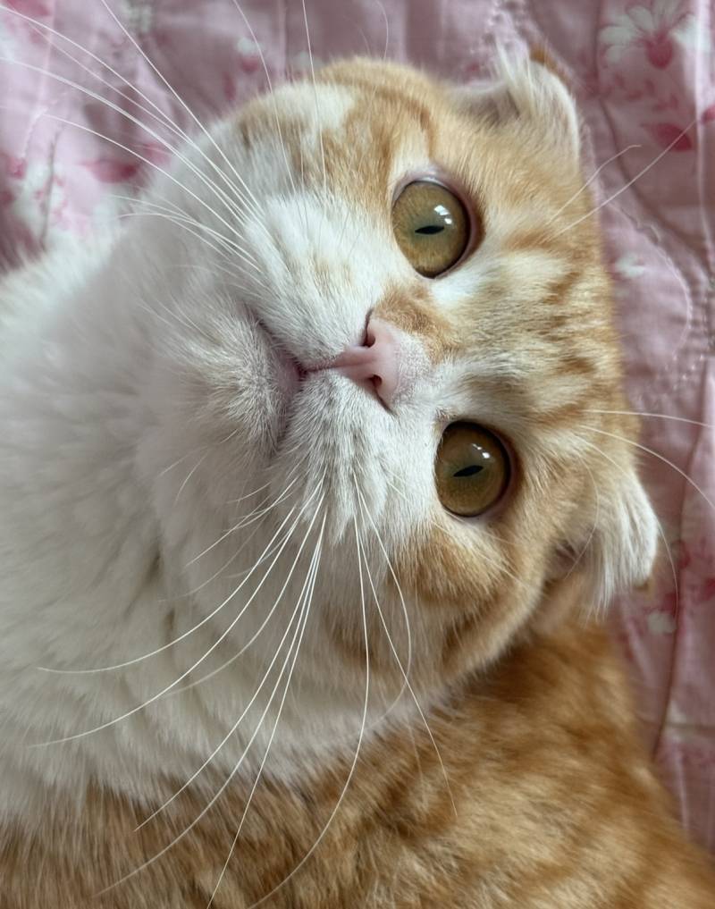 [잡담] 우리집 고양이 길냥이 구조묘인데 되게 | 인스티즈