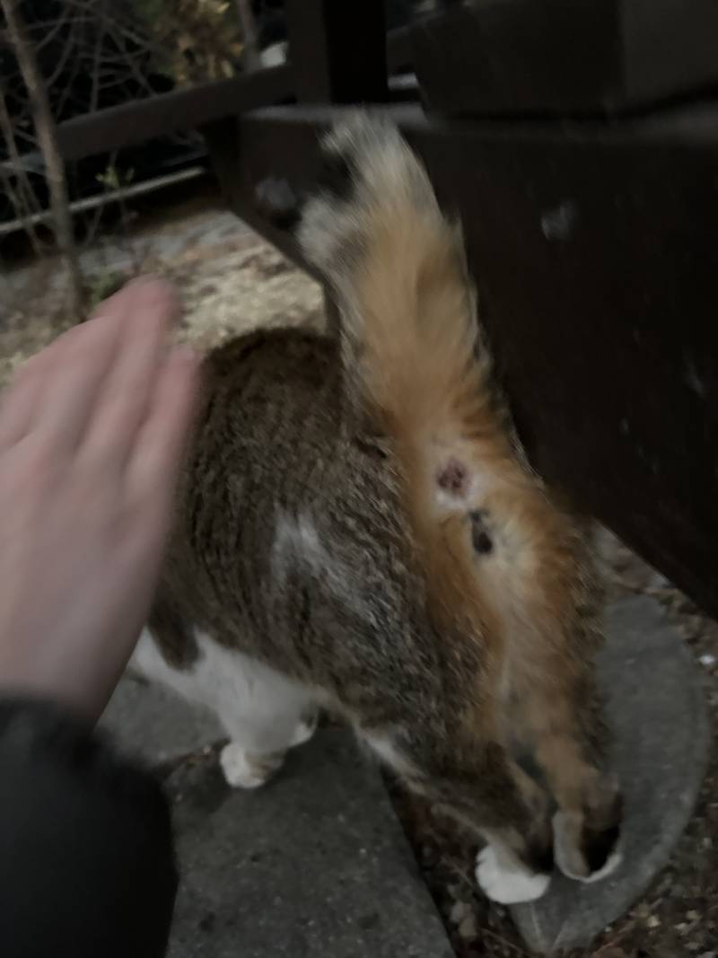 [잡담] 이 고양이 남자야 여자야? | 인스티즈
