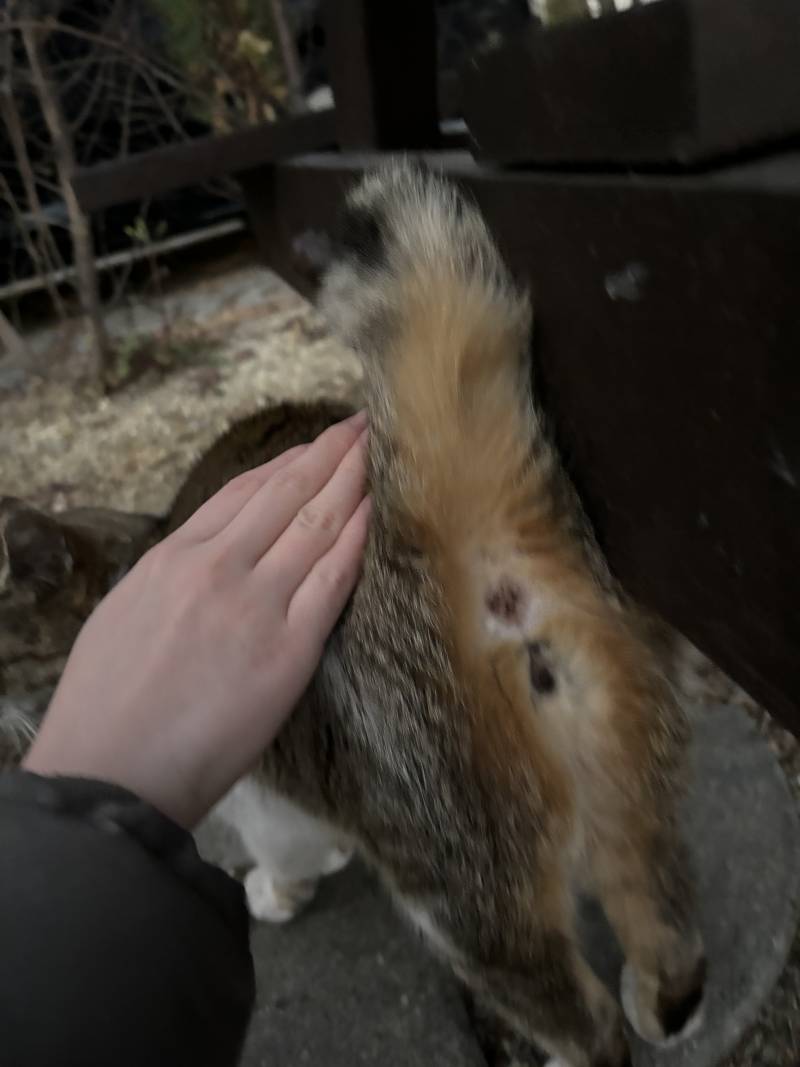 [잡담] 이 고양이 남자야 여자야? | 인스티즈