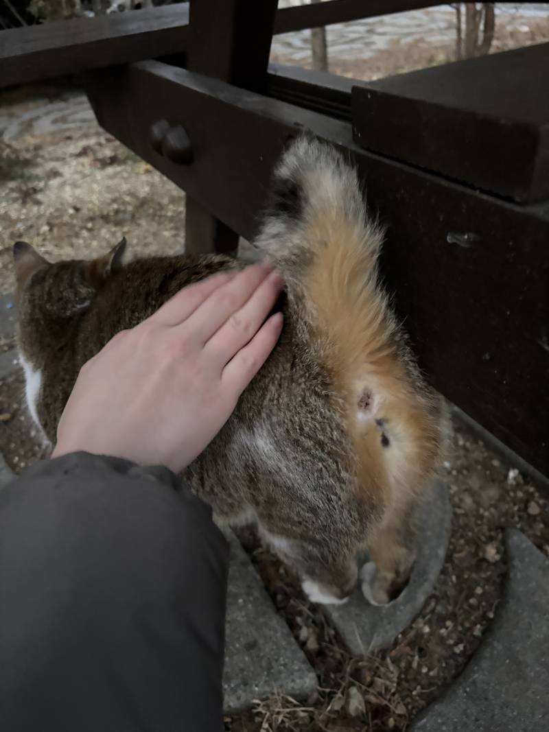 [잡담] 이 고양이 남자야 여자야? | 인스티즈