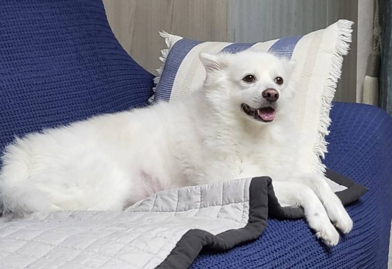 [잡담] 우리집 강아지 사람이었으면 미남이었을것같음 | 인스티즈