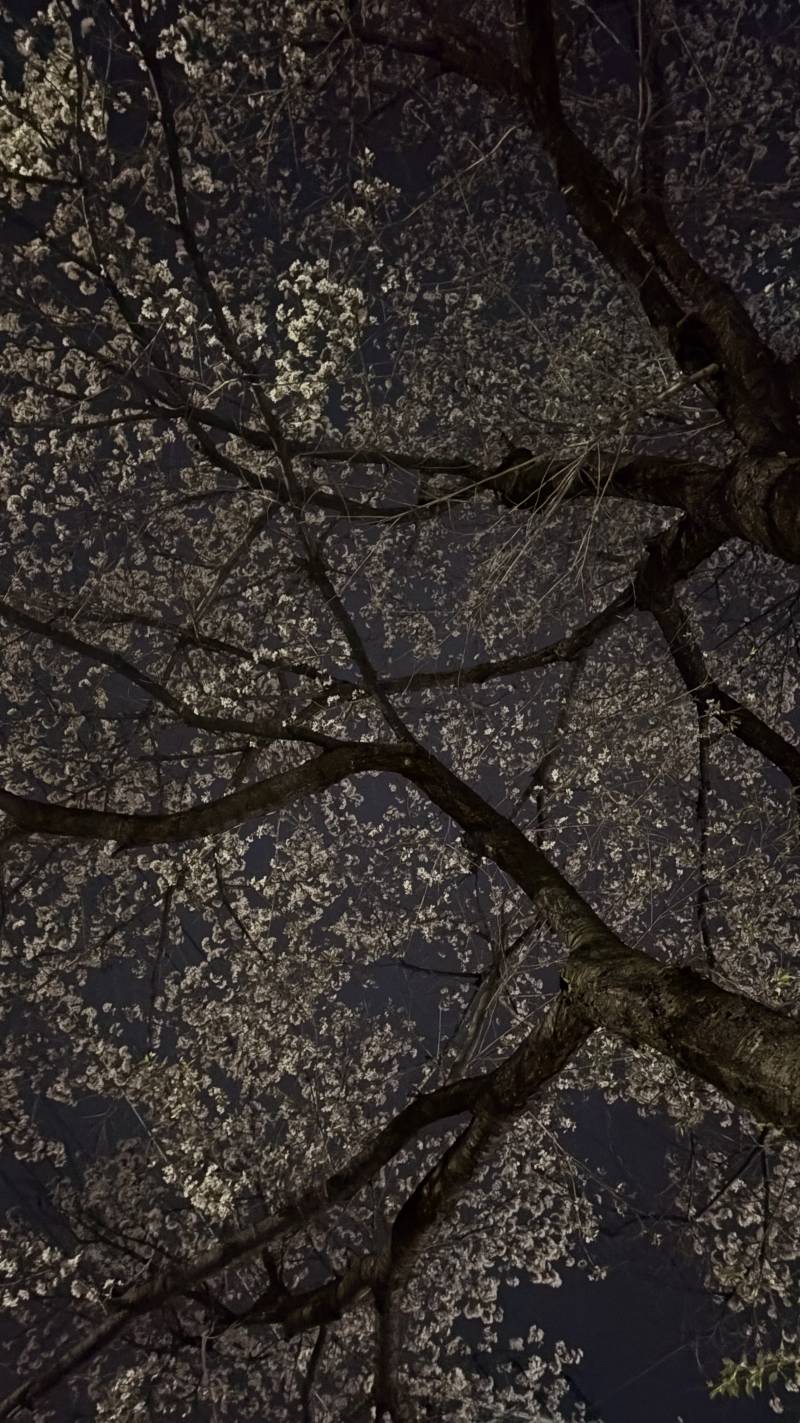 [잡담] 나무를 왜 이렇게까지 자르는거야 | 인스티즈