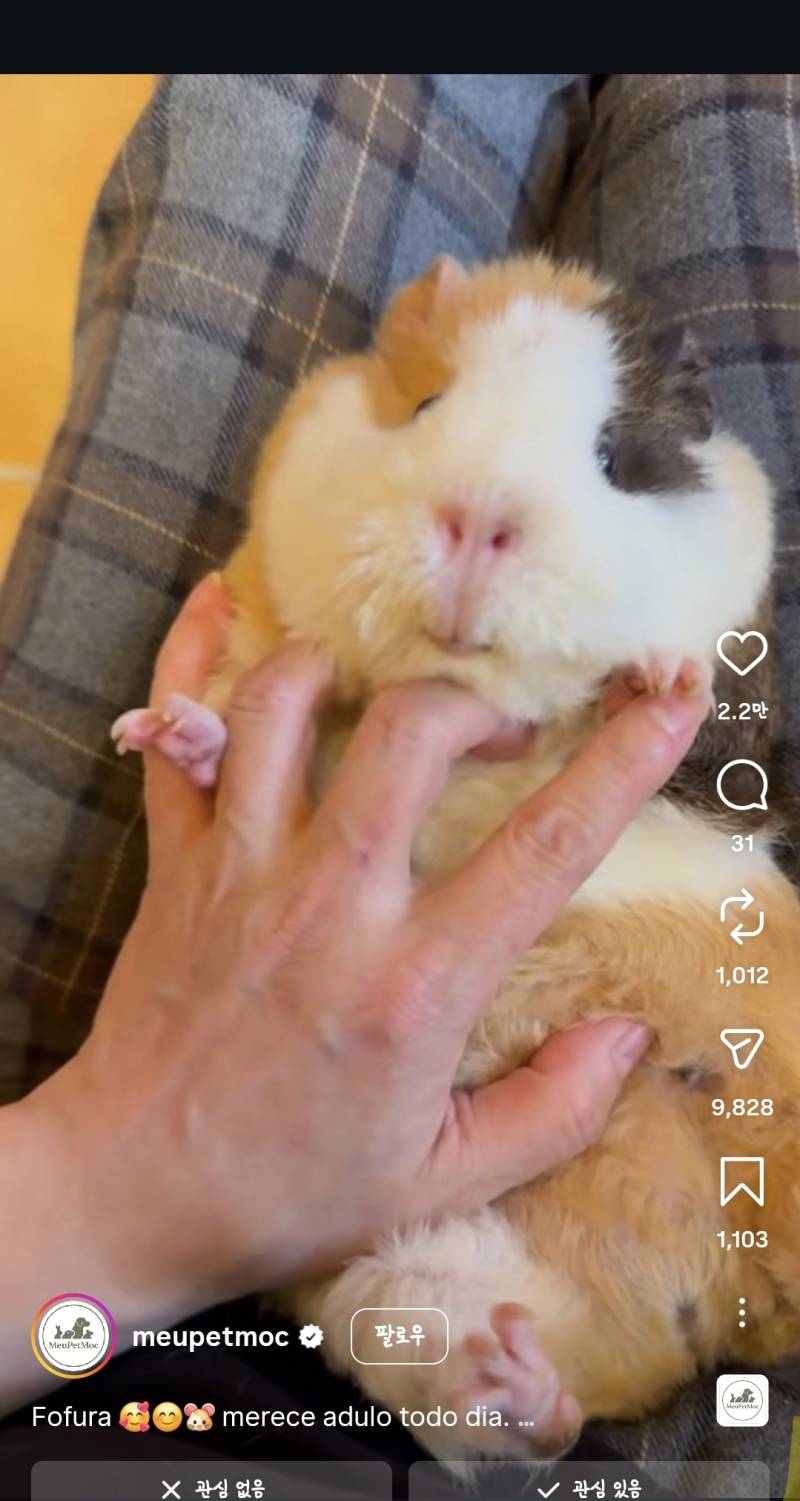 [잡담] 헐 기니휘기 엄청 뽕실하다 먼가 | 인스티즈