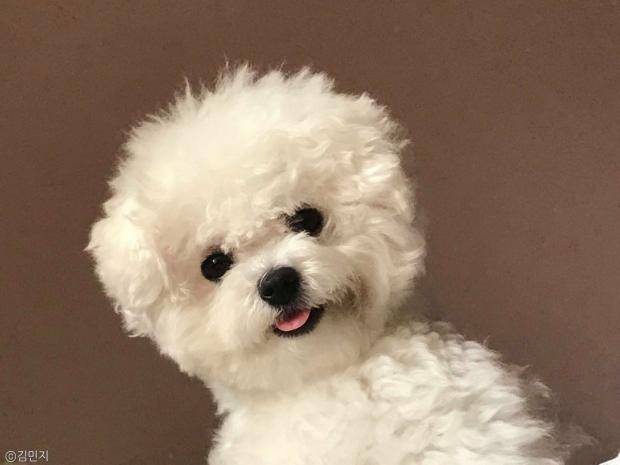 [잡담] 혹시 비숑 키우는 익 있어?ㅠㅠ | 인스티즈
