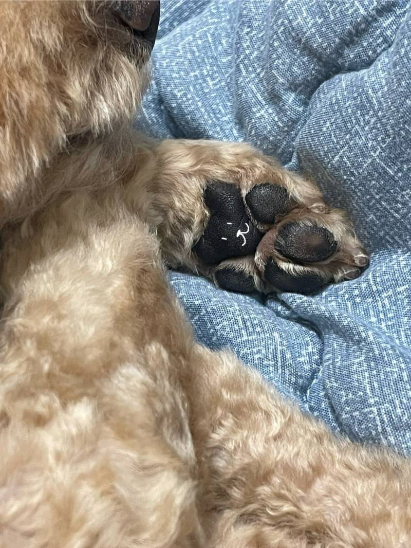 [잡담] 울 강아지 곰돌이 발바닥🐻 | 인스티즈