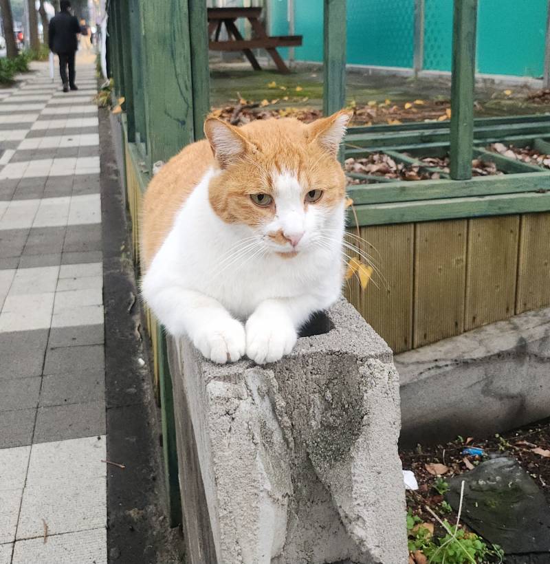 [잡담] 나만져고양이 볼래? | 인스티즈