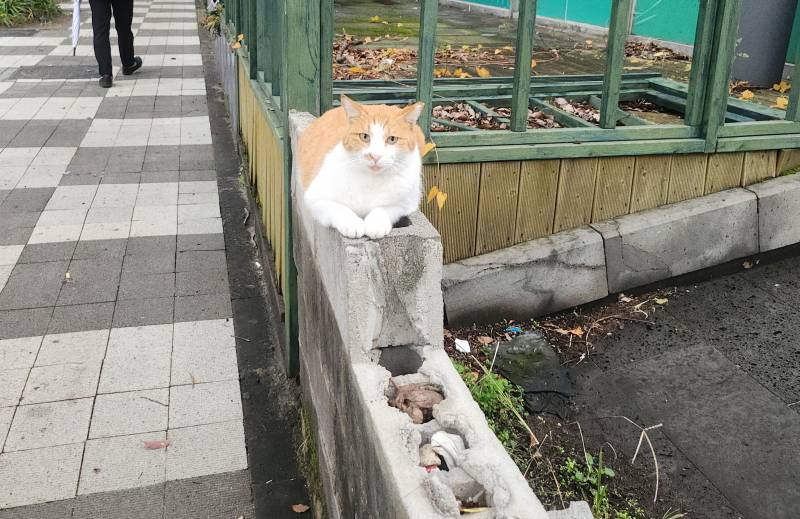 [잡담] 나만져고양이 볼래? | 인스티즈