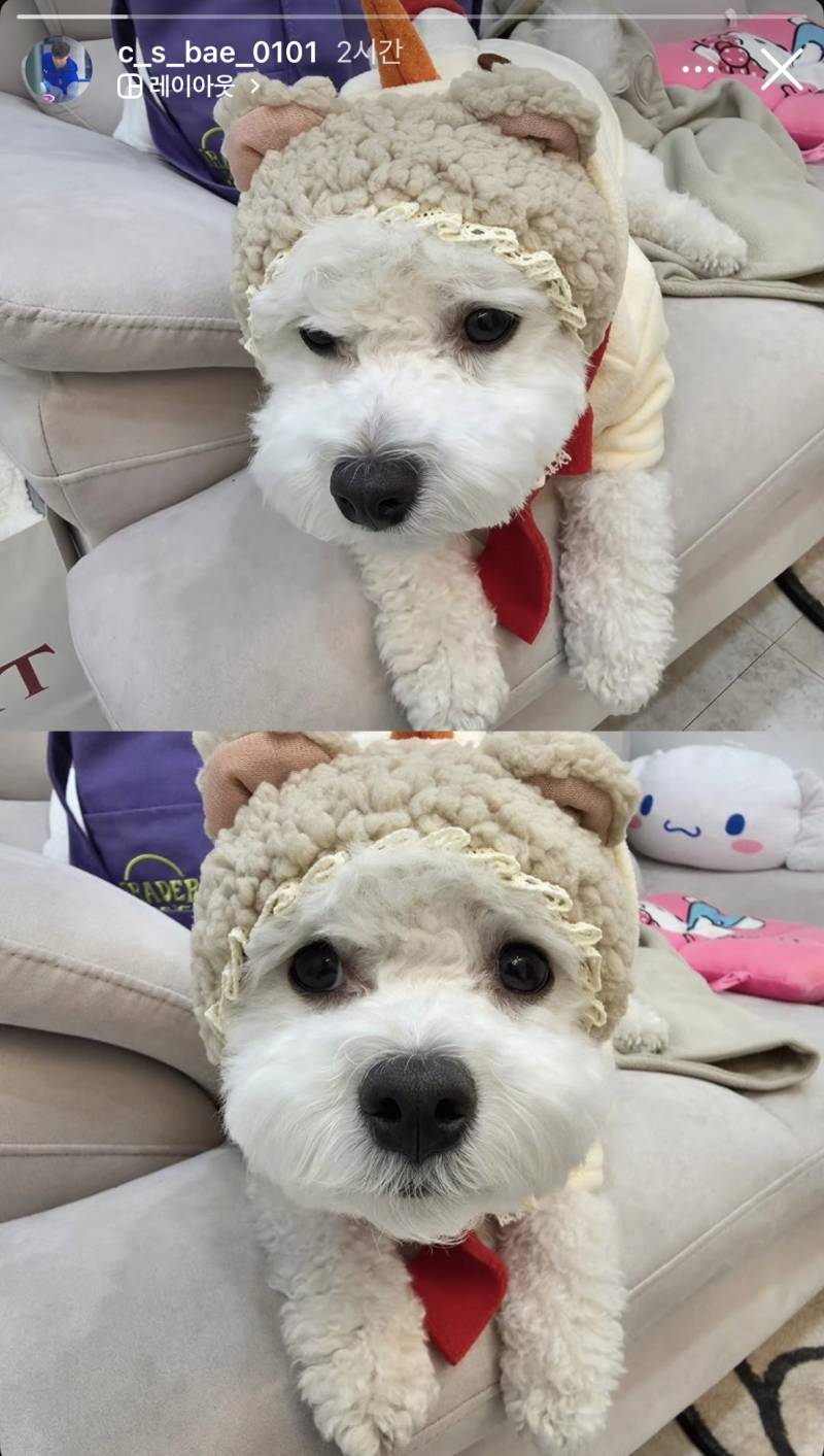 [잡담] 배찬승 이제야 말이 좀 통하네 | 인스티즈