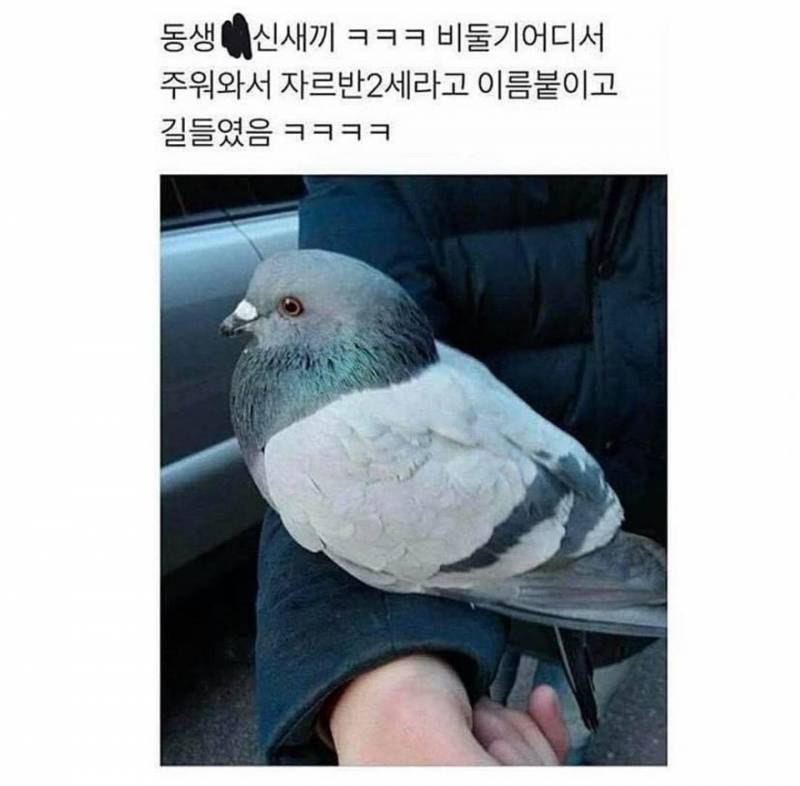 [잡담] 동생이 길비둘기 주워오면 어떡할거야? | 인스티즈