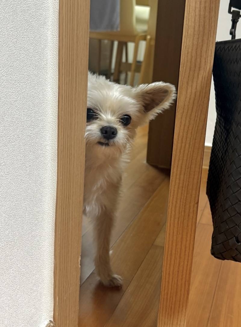[잡담] 우리집 강쥐 성격 어떨 거 같아??? | 인스티즈