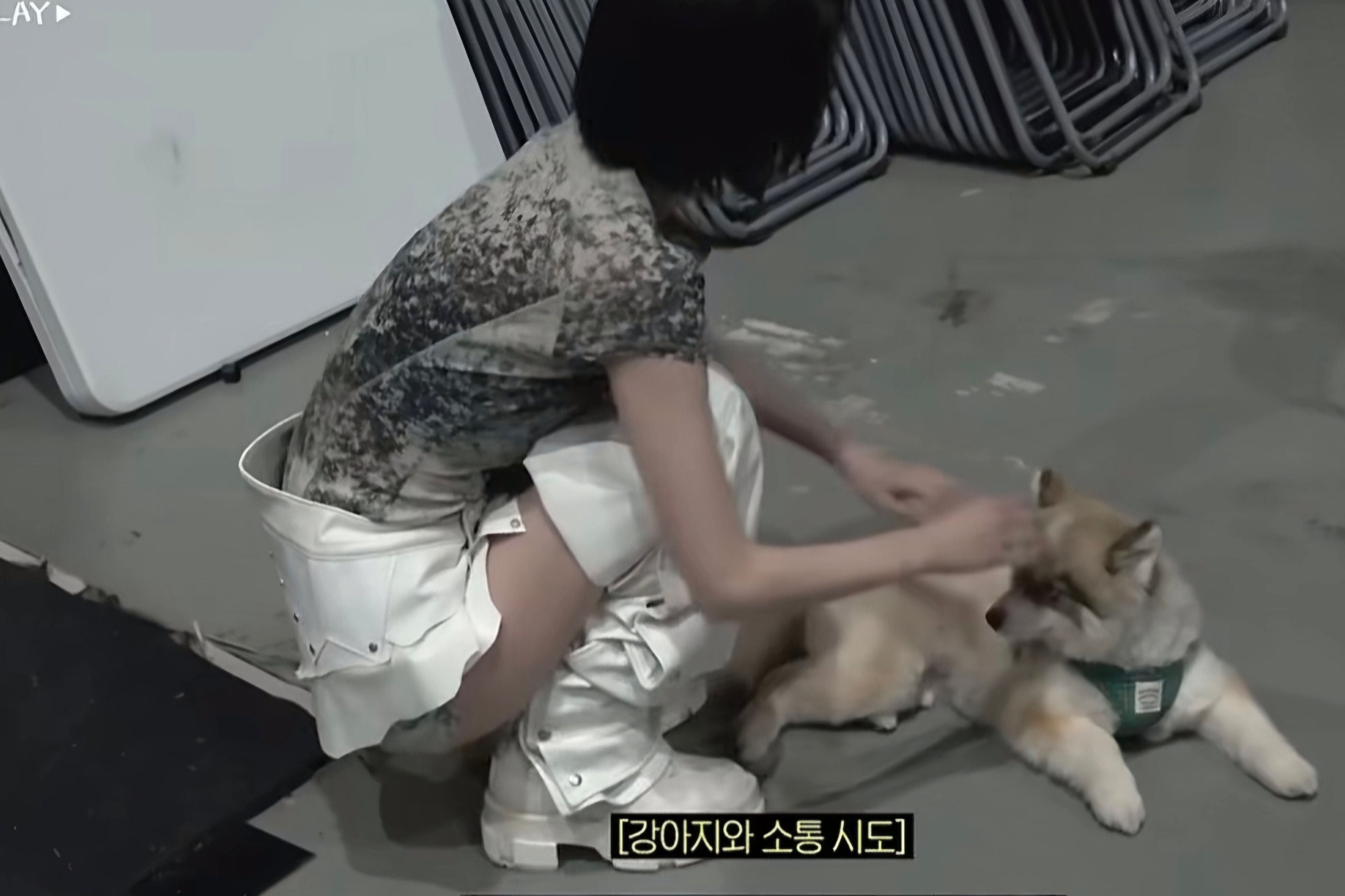 [잡담] 르세라핌 자컨에 나오는 강아지 | 인스티즈