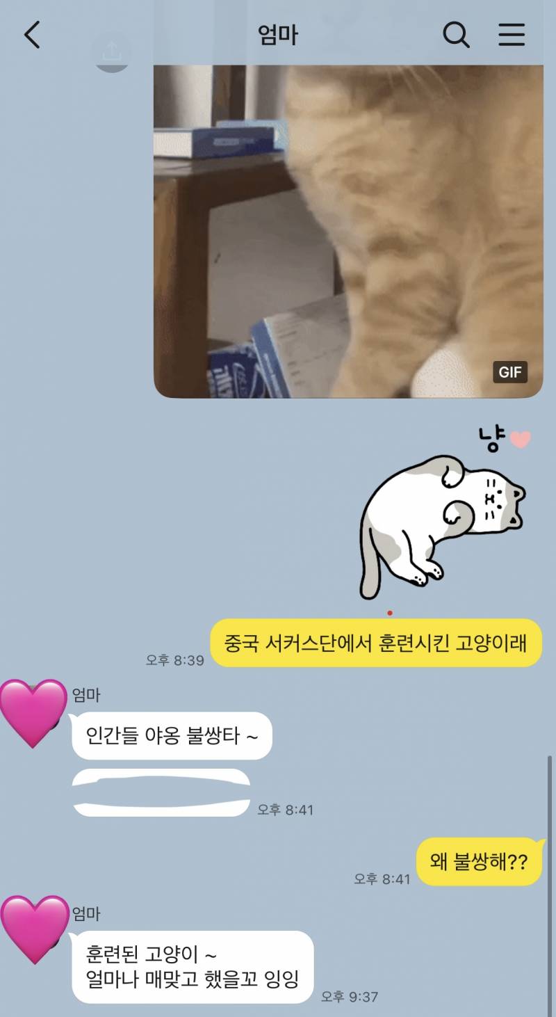 [잡담] 엄마한테 ai 고양이 영상 보냈을 때 반응 ㅋㅋㅋㅋ쿠ㅠㅠ | 인스티즈