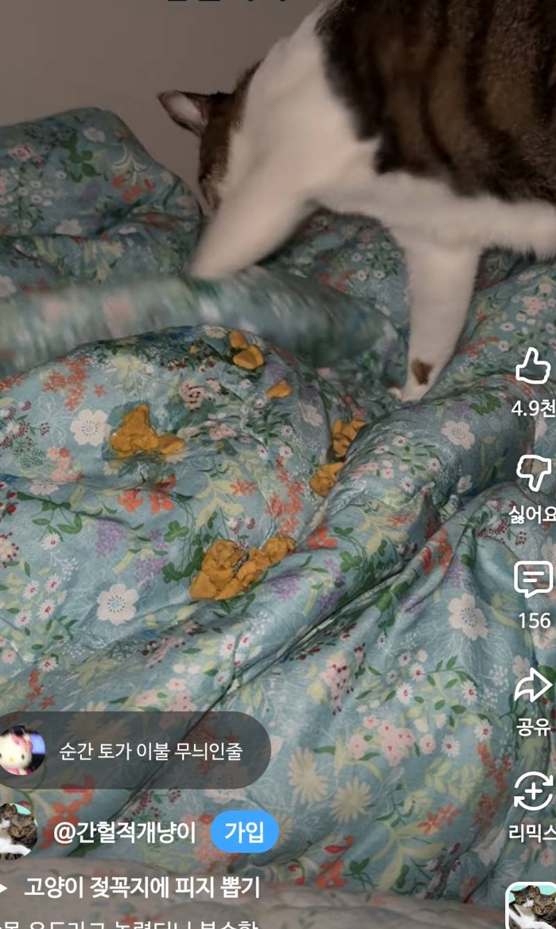 [잡담] 토주의 이거보니까 고양이 키우기도 진짜힘들겟다... | 인스티즈