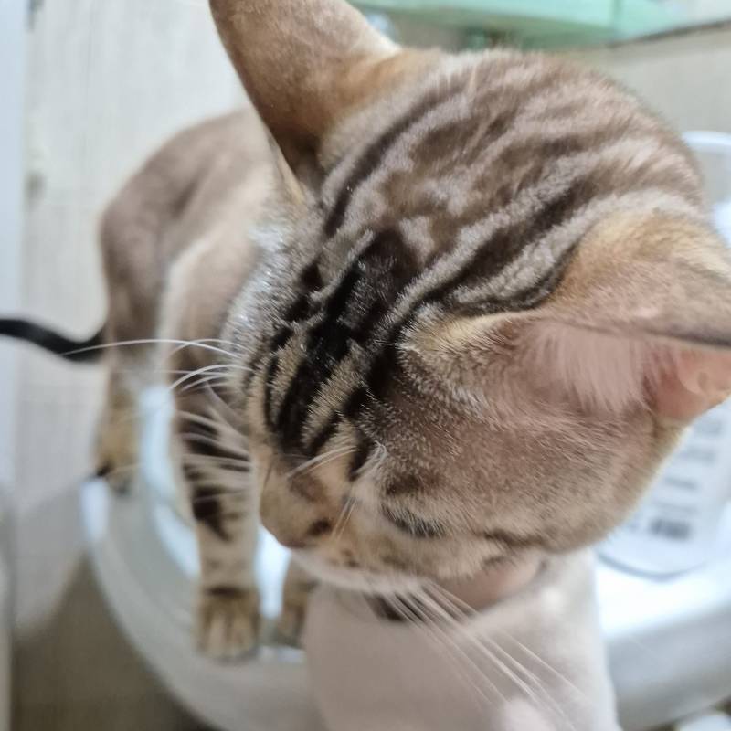 [잡담] 화장실에서 볼일 보는 중인데 냥이가 | 인스티즈