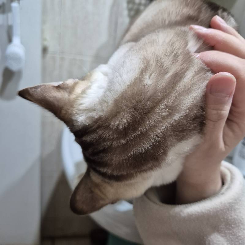 [잡담] 화장실에서 볼일 보는 중인데 냥이가 | 인스티즈