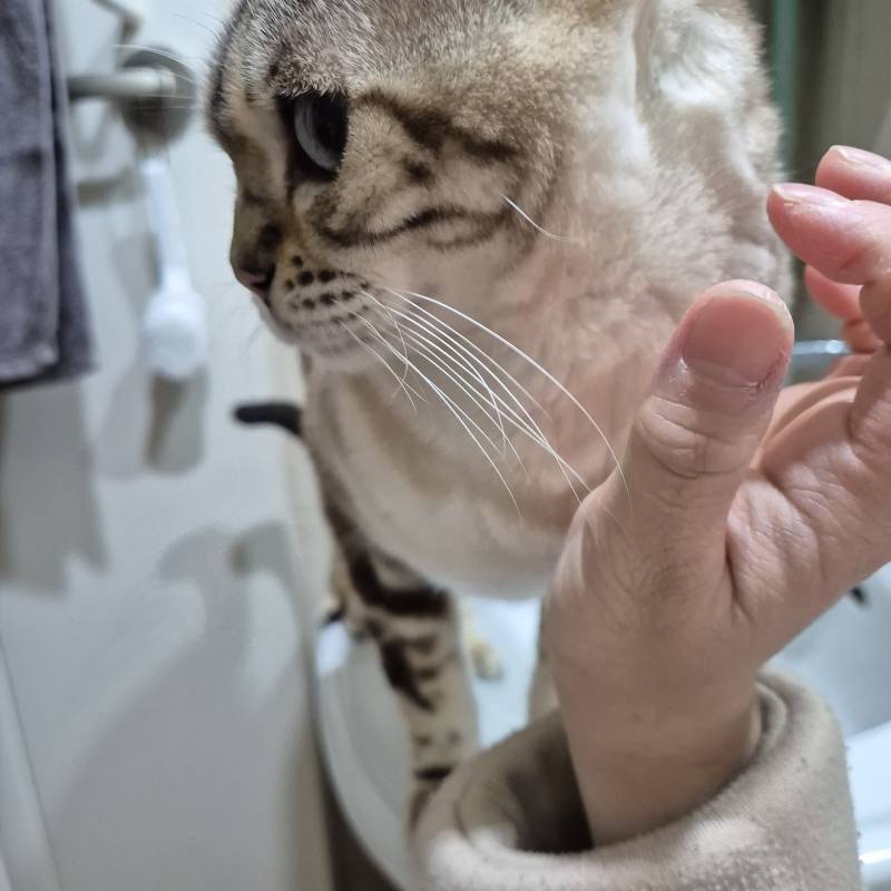 [잡담] 화장실에서 볼일 보는 중인데 냥이가 | 인스티즈