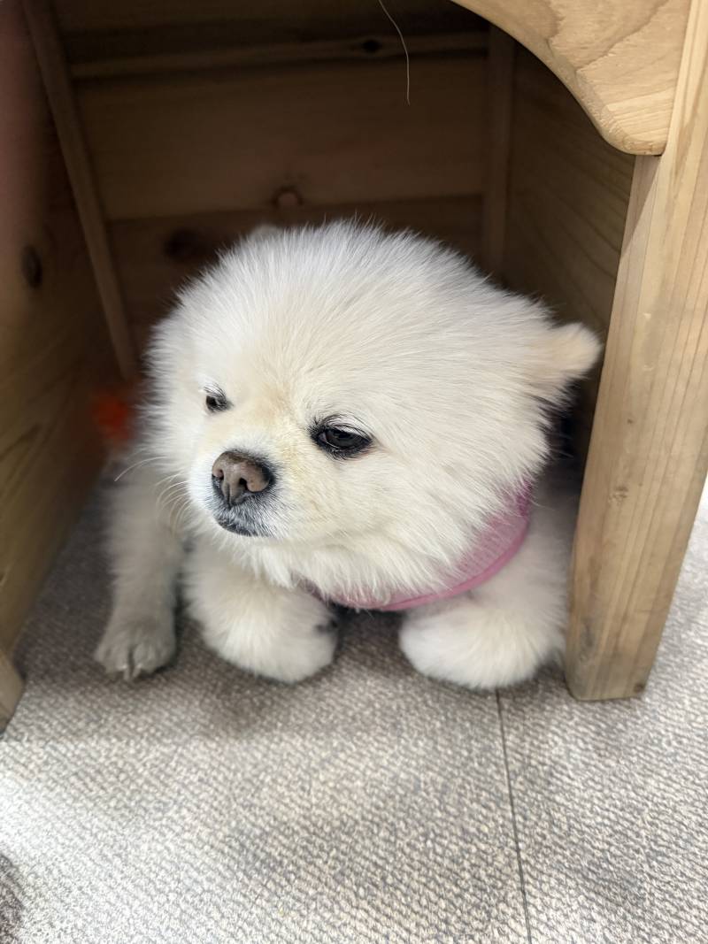 [잡담] 미용실 강아지 보고가 | 인스티즈
