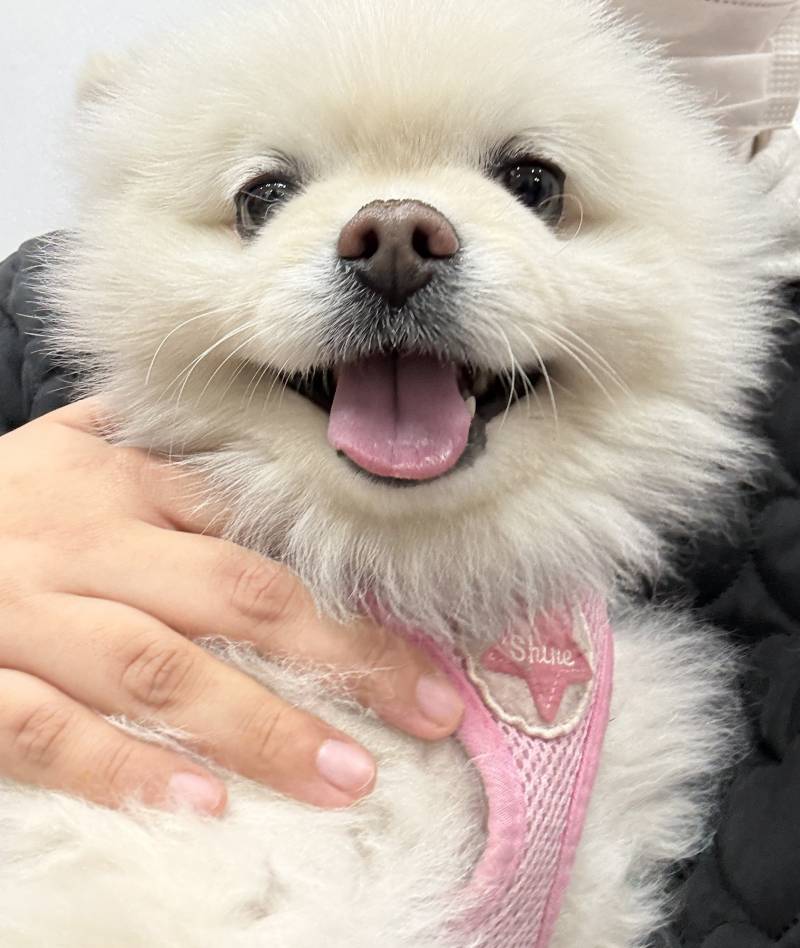 [잡담] 미용실 강아지 보고가 | 인스티즈