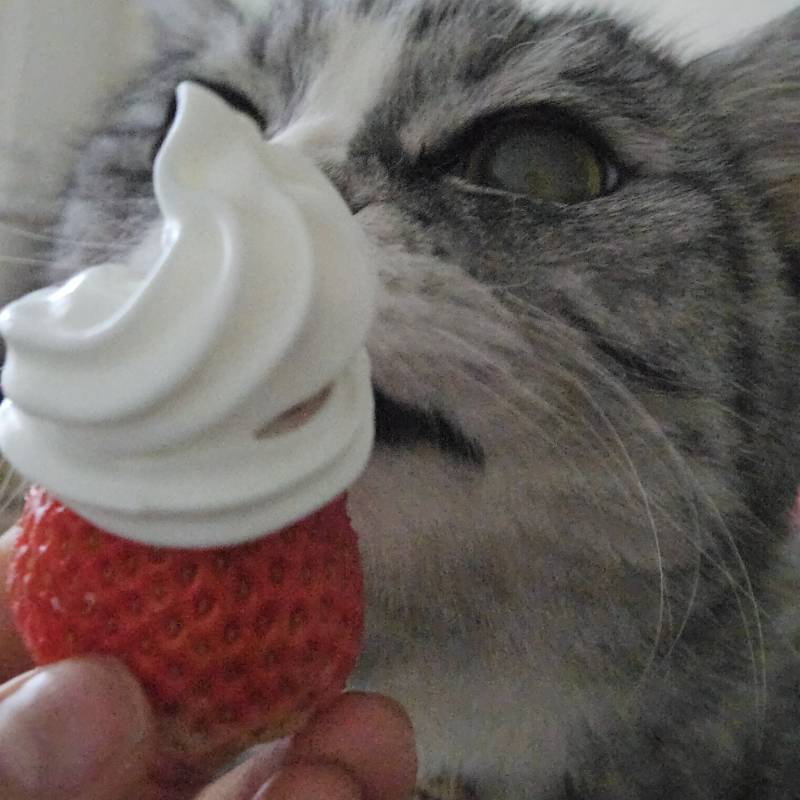 [잡담] 🍓🍓🍓🍓🍓🍓🍓🍓🍓 | 인스티즈