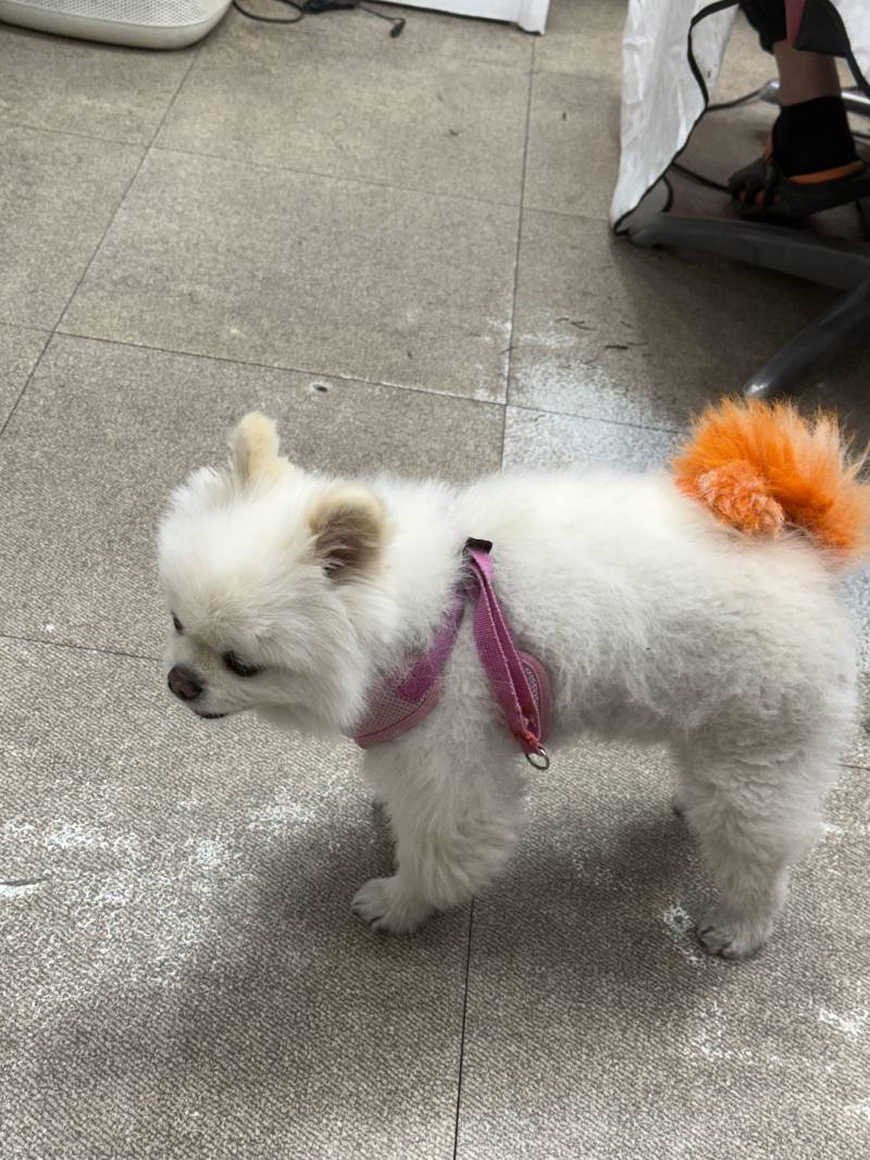 [잡담] 미용실 강아지 보고가 | 인스티즈