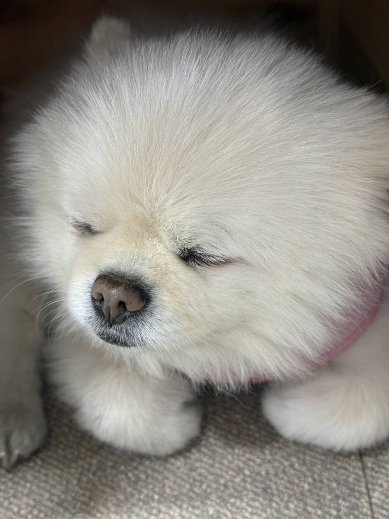 [잡담] 미용실 강아지 보고가 | 인스티즈