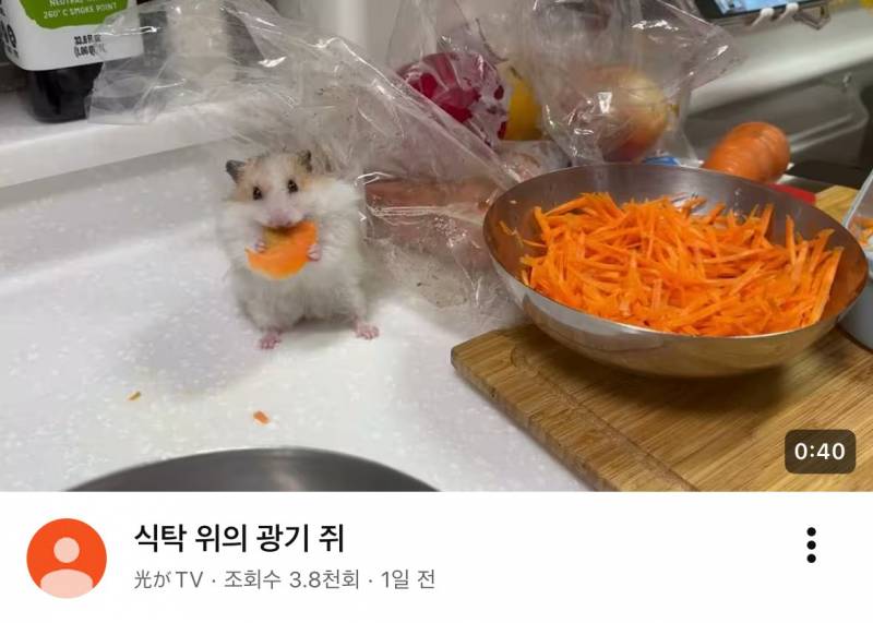 [잡담] 지옥에서 올라온 햄스터 🐹 | 인스티즈