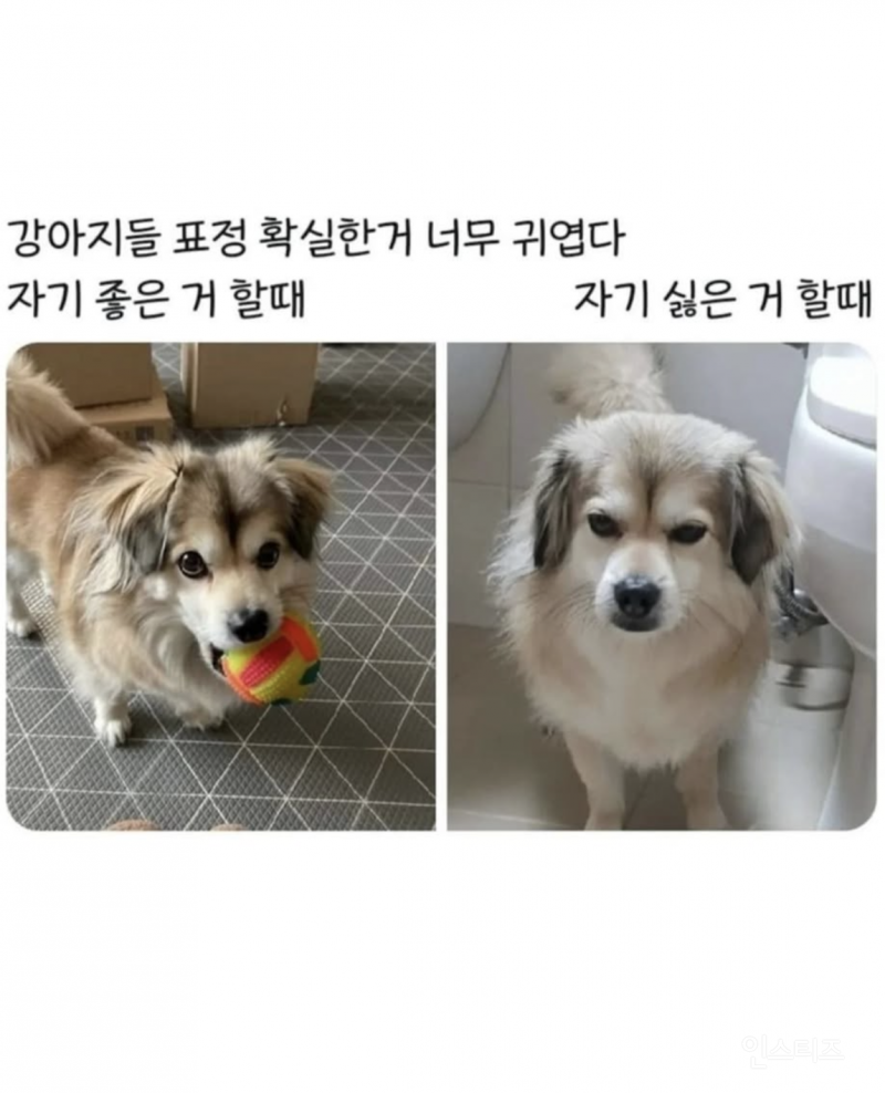 모든 강아지들이 이렇구나?? | 인스티즈