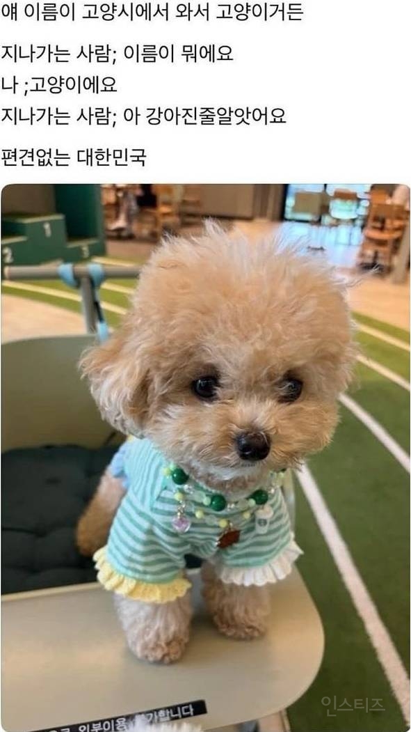 이름이 고양이 | 인스티즈