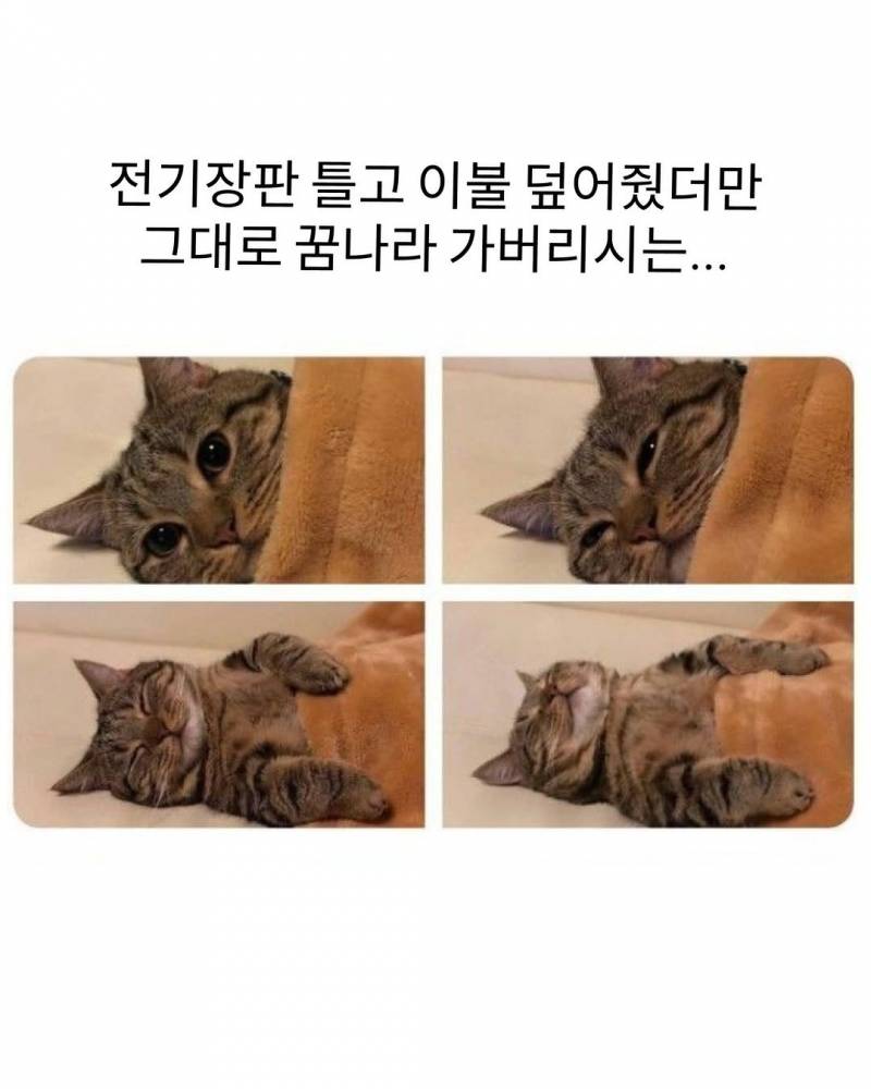 전기장판 틀고 이불 덮어줬더니 그대로 꿈나라 가버리시는... | 인스티즈