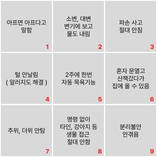 강아지에게 줄 수 있는 능력 2개 고르기 | 인스티즈