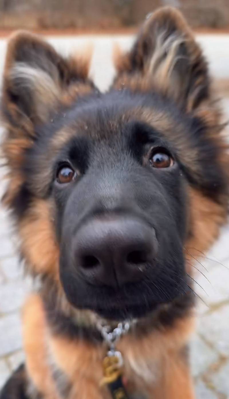[잡담] 난 주둥이 튀어나온 개가 좋더라 | 인스티즈