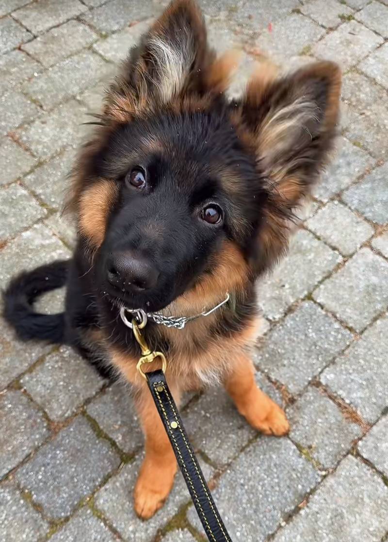 [잡담] 난 주둥이 튀어나온 개가 좋더라 | 인스티즈