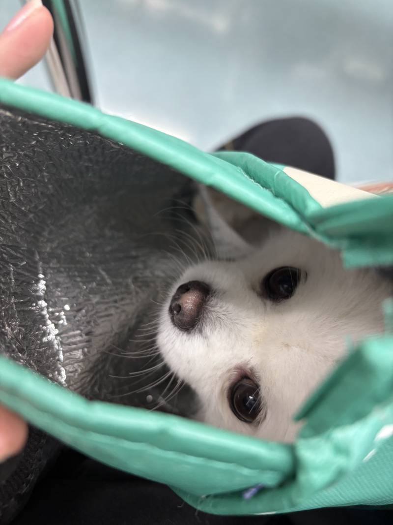 [잡담] 강아지 걍 쇼핑백에 넣고 지하철 탐 | 인스티즈