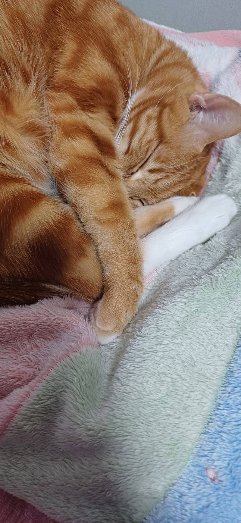 [잡담] 울집고양이 어쩐일로 엄마방에서 안자고 내방에서 자나했더니 엄마이불에 토해놓고 더러운데서 자기싫어서 내방옴ㅋㅋ | 인스티즈