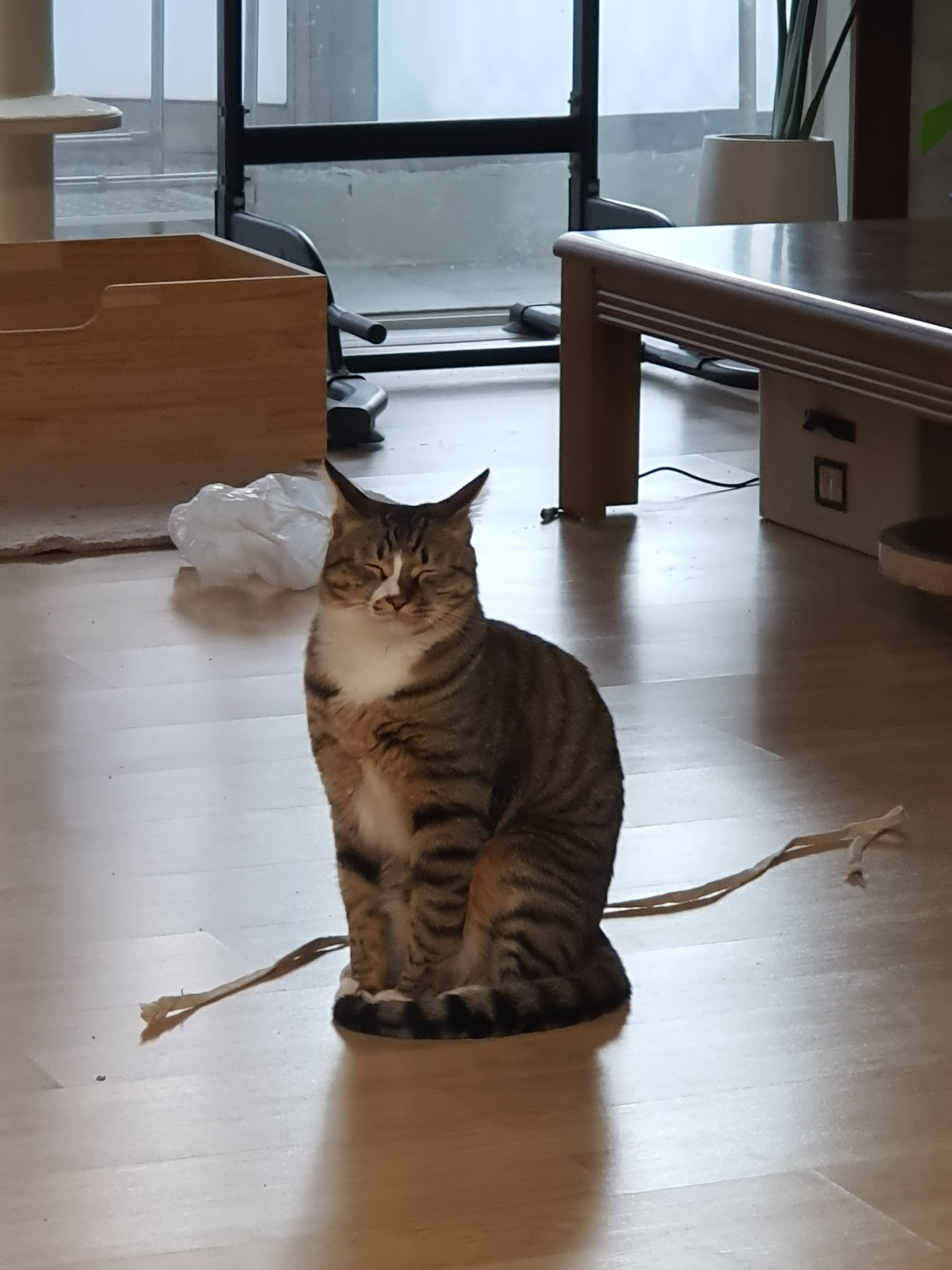 [잡담] 고양이들은 이런 자세가 편해서 하는거야? | 인스티즈