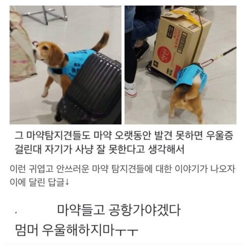 [잡담] 마약들고 공항가야겠다 | 인스티즈