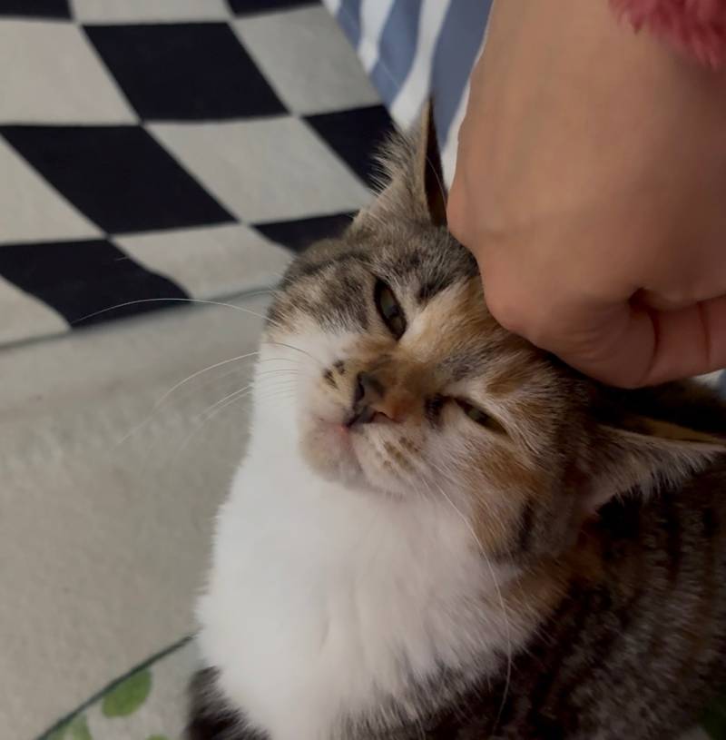 고양이) [잡담] [입양홍보] 대구경북 / 하악질 0회 / 극강의 사교성 / 무릎냥이 / 둘째냥으로 추천 / 파워E 개냥이 ♥콩순이(5개월)♥ 입양보내요! | 인스티즈