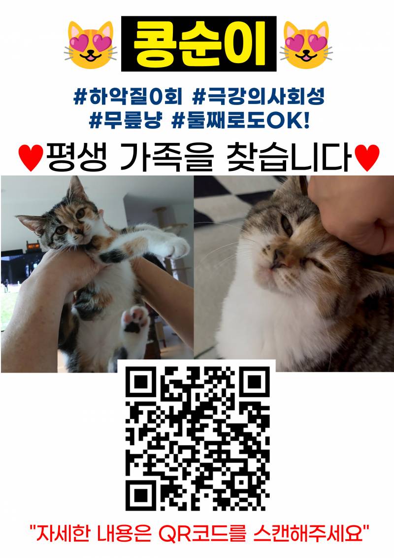 고양이) [잡담] [입양홍보] 대구경북 / 하악질 0회 / 극강의 사교성 / 무릎냥이 / 둘째냥으로 추천 / 파워E 개냥이 ♥콩순이(5개월)♥ 입양보내요! | 인스티즈