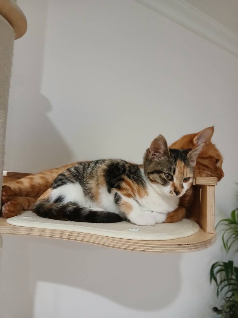 고양이) [잡담] [입양홍보] 대구경북 / 하악질 0회 / 극강의 사교성 / 무릎냥이 / 둘째냥으로 추천 / 파워E 개냥이 ♥콩순이(5개월)♥ 입양보내요! | 인스티즈