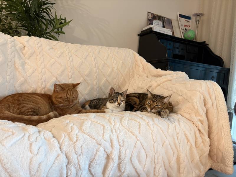 고양이) [잡담] [입양홍보] 대구경북 / 하악질 0회 / 극강의 사교성 / 무릎냥이 / 둘째냥으로 추천 / 파워E 개냥이 ♥콩순이(5개월)♥ 입양보내요! | 인스티즈