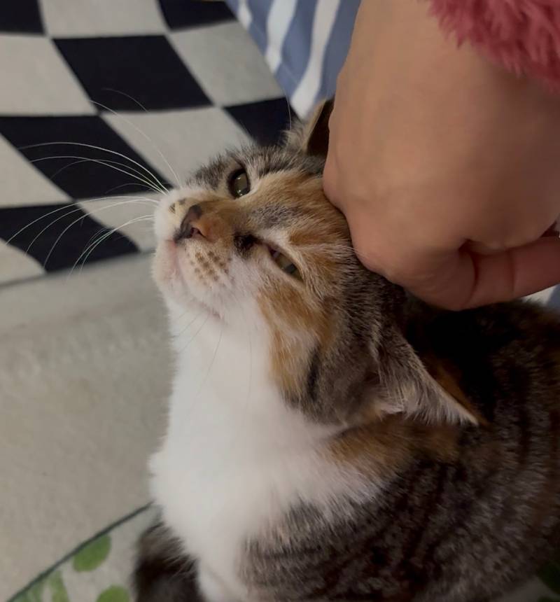 고양이) [잡담] [입양홍보] 대구경북 / 하악질 0회 / 극강의 사교성 / 무릎냥이 / 둘째냥으로 추천 / 파워E 개냥이 ♥콩순이(5개월)♥ 입양보내요! | 인스티즈