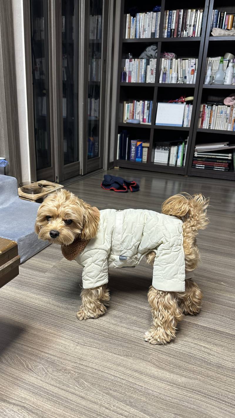 [잡담] 너무 추워서❄️ 우리집 가나디 패딩 입음 | 인스티즈